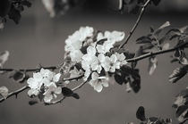 Flowering in Spring Garden by Tanya Kurushova