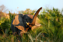Elefant (Loxodonta africana) von Dirk Rüter