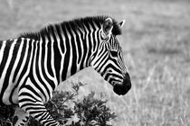 African Zebra   von Aidan Moran