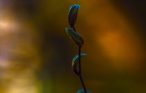 Concept nature : Buds in sunset by Michael Naegele