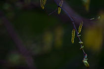 Concept nature : Buds in Spring von Michael Naegele