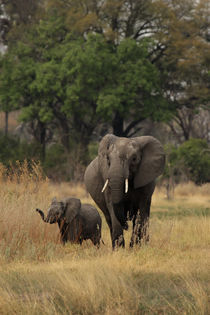 Elefanten im Okavango Delta von Dirk Rüter