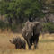 20071002-053-d-elefanten