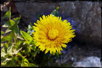 Dandelion in sunlight by feiermar