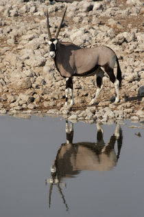 Oryx am Wasserloch by Dirk Rüter