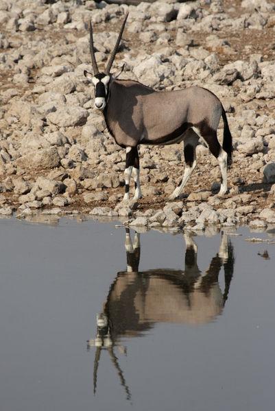 20070921-029-d-oryx-am-wasserloch