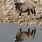 20070921-029-d-oryx-am-wasserloch