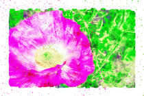 Mohnblüte in Aquarell by havelmomente
