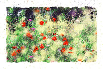 Rote Mohnblumen auf Wiese by havelmomente