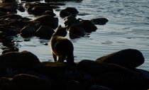Cat by sea by Ilkka Tuominen