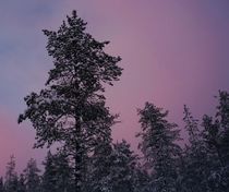 Winter sunset von Ilkka Tuominen