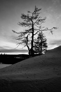 Black and white tree by Ilkka Tuominen
