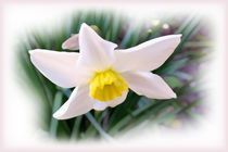 Narcissus bright shades by feiermar