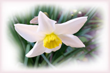 Narcissus-bright-shades