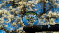 Die Welt in der Kugel: Blühender Apfelbaum by Peter Frank