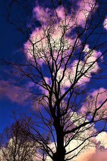 Tree silhouette with blue and pink sky