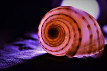 Pink snailhouse with backlight by Maud de Vries