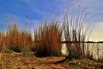 Reed plumes along the riverside