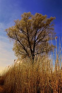 Golden tree and reed