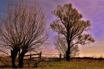 Trees with fence and purple sky