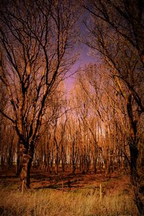 Magical pink wood with bare trees by Maud de Vries