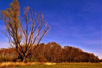 Half bare tree with forest and blue sky by Maud de Vries