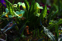 Concept flora : Daffodils at dusk von Michael Naegele