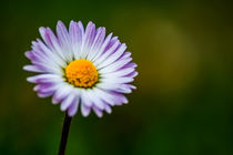 Concept flora : Daisy love von Michael Naegele
