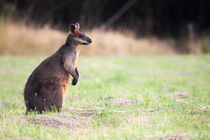 Sumpfwallaby  by Dirk Rüter