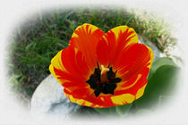 Red yellow tulip by feiermar