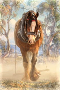 Clydesdale Solo by Trudi Simmonds