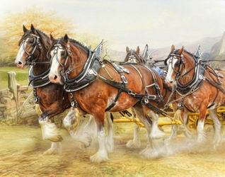 Clydesdales-in-harness