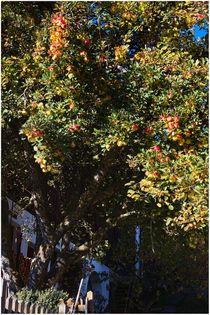 Apfelbaum von joval