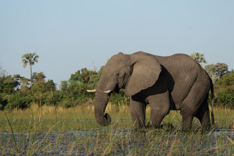 20070929-050-d-elefant