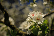 Birnbaumblüten von Christine Horn