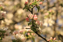 Zweig mit Apfelblüten und Knospen by Christine Horn