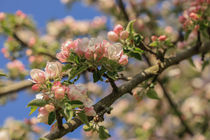 Apfelblütenzweig vor blauem Himmel von Christine Horn