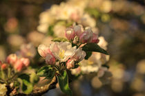 Apfelzweig mit Blüten und Knospen von Christine Horn