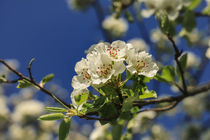 Birnbaumblüten vor blauem Himmel by Christine Horn
