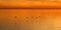Wasservögel im Sonnenuntergang von Rolf Müller