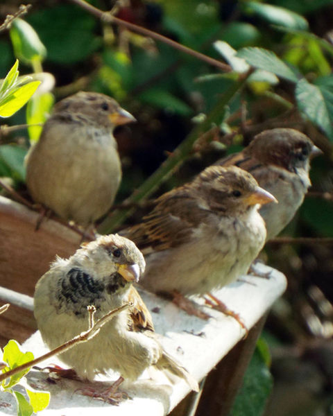 Four-young-sparrows-01