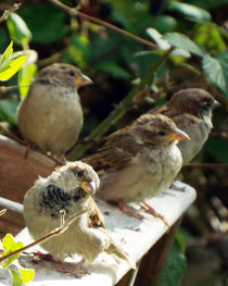 Four Young Sparrows 01 by GEORGE ELLIS