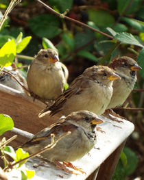 Four Young Sparrows 02 by GEORGE ELLIS