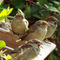 Four-young-sparrows-02