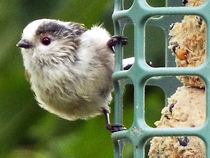 Fledgling (Ball of Fluff) Long Tailed Tit 03 by GEORGE ELLIS