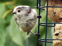 Fledgling (Ball of Fluff) Long Tailed Tit 04 by GEORGE ELLIS