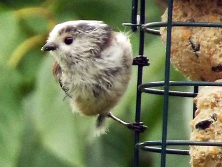 Fledgling-ball-of-fluff-long-tailed-tit-04