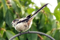 Fledgling (Ball of Fluff) Long Tailed Tit 08 by GEORGE ELLIS
