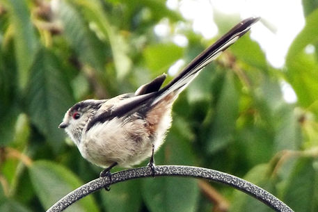 Fledgling-ball-of-fluff-long-tailed-tit-08