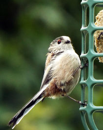 Fledgling (Ball of Fluff) Long Tailed Tit 09 by GEORGE ELLIS